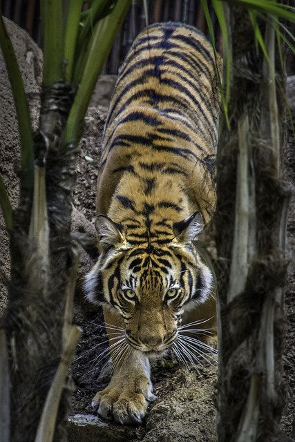 Stalking Tiger Tattoo, Tiger Pose Reference, Tiger Reference Photo, Hewan Aesthetic, Tiger Poses, Tigre Y Dragon, Macan Kumbang, Malayan Tiger, Funny Wildlife