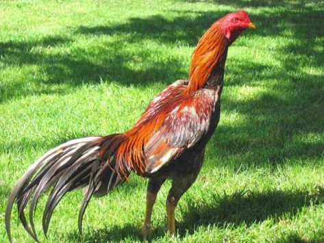 Aseel chicken breed information with pictures and interesting videos to watch about this breed. Before you try raising an Aseel chicken, read this! Gallo Fino, Game Fowl, Homestead Chickens, Beautiful Chickens, Hatching Eggs, Poultry Farm, Chicken Diy, Chicken Breeds, Haiwan Peliharaan