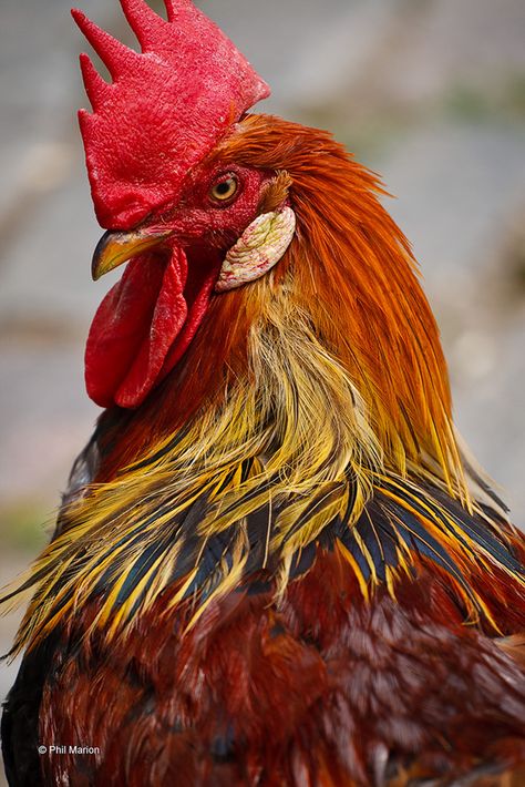 A rooster, also known as a cockerel or cock, is a male galinaceous bird. The term usually refers to a male chicken. Immature male chickens less than one year old are called cockerels. This rooster is from Riverdale Farm, Toronto Keeping Chickens, Regard Animal, Beautiful Chickens, Chickens And Roosters, Chicken Art, Chicken Breeds, Hens And Chicks, Pictures Of The Week, Raising Chickens