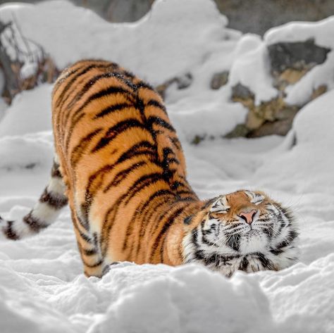 Funny Animal Pictures, Tiger Drawing, Gato Grande, Tiger Love, Tiger Painting, Siberian Tiger, Cute Tigers, Cat Pose, 귀여운 동물