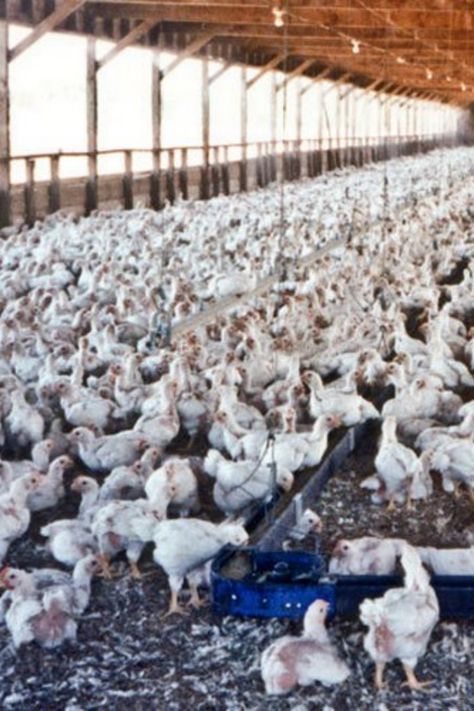 US trade deal could bring unhealthy, factory farm chickens to UK consumers. Activists say US farming is unsustainable and cruel.  Checkout the article by clicking on the “visit” button.    #climatechangememes #globalwarmingmemes #climatechangeactivities #climatechangeisreal #becomingveganhowto #vegetarianvegan #vegan #govegan #eatsvegan #veganhealth #climatechangefacts #globalwarmingart Reasons To Be Vegan, Farm Chickens, Health Images, How To Become Vegan, Animal Agriculture, Why Vegan, Factory Farming, Chicken Farm, Going Vegan