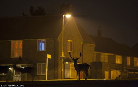 'Fallow Deer on Housing Estate' by Jamie Hall, winner of the Urban Wildlife category Nature, Urban Wildlife, Housing Estate, Deer Photos, Low Light Photography, Fallow Deer, Deer Family, Curious Creatures, British Wildlife