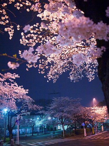 P3279201 | by whitefield_d Magic Wallpaper, Japan Cherry Blossom, Blossom Cherry, Cherry Blossom Wallpaper, Cherry Blossom Japan, Amazing Books, Sakura Tree, Books Collection, Sakura Cherry Blossom