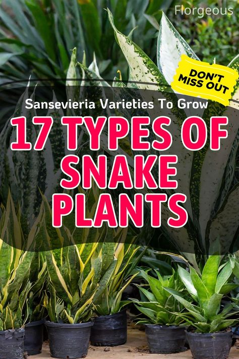 Snake Plants Varieties Types Of Snake Plants, Variegated Snake Plant, Snake Plant Varieties, African Spear, Propagation Tips, Sansevieria Cylindrica, Types Of Snake, Snake Plant Care, Sansevieria Trifasciata