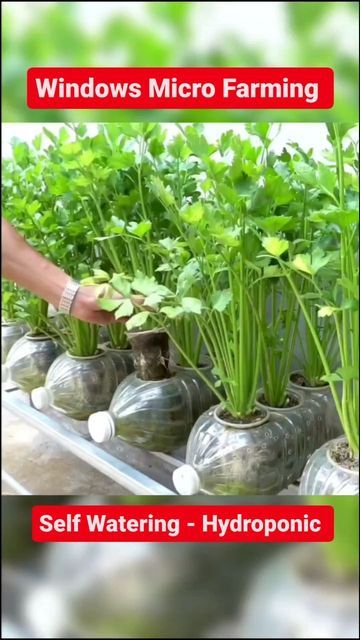 Hydroponic Gardening Diy, Supraviețuire Camping, Grafting Plants, Indoor Farming, Vertical Vegetable Gardens, Indoor Vegetables, Hydroponic Farming, Hydroponics Diy, Small Vegetable Gardens