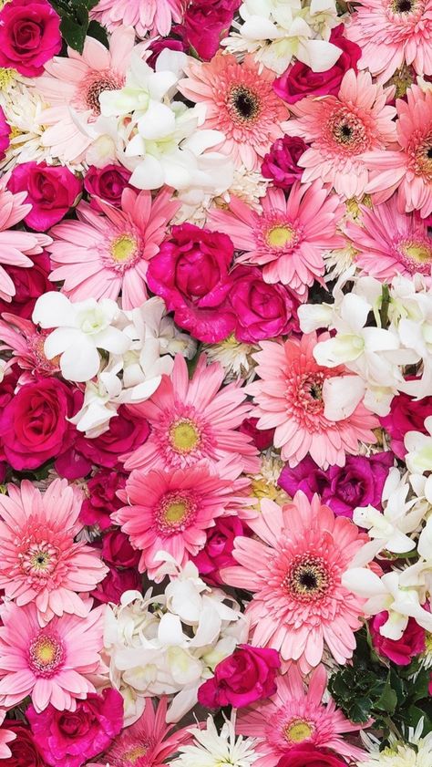 Flower Background Iphone, Iphone Arkaplanları, Pink Flowers Wallpaper, Wallpaper Ipad, Flower Guide, Flower Iphone Wallpaper, Annual Flowers, Trendy Flowers, Beautiful Flowers Wallpapers