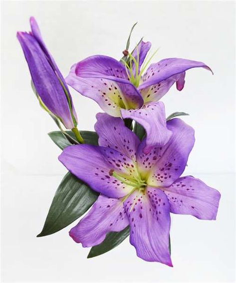 Purple Casablanca lilies Nature, Lily Flower Purple, Purple Lillies Aesthetic, How To Make Lily Flowers, Purple Lillies Tattoo, Bridgeton Fanart, Purple Things Aesthetic, Flower Reference Drawing, Purple Lily Tattoo