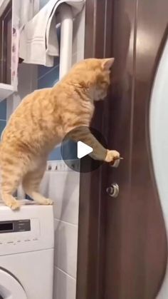 Nature, Silly Pets, Funny Dogs And Cats, Funny Cats Video, Cat Funny Videos, Cat Videos Funny, Funny Cats Pictures, Funny Cat Fails, Funny Cat Images