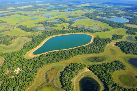 Pantanal - Toda Matéria Lampang, Planets, Brazil, Nature, Amazon Rainforest, Travel Locations, Photo Reference, Google Images, Golf Courses