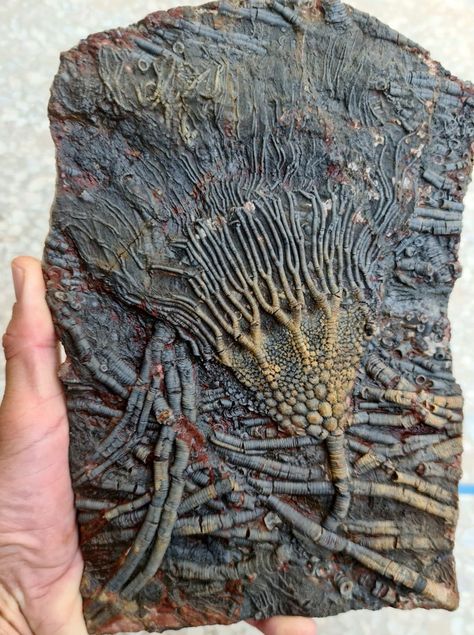 Trilobite Drawing, Prehistoric Plants, Prehistoric Fossils, Sea Fossils, Botanical Pictures, Material Painting, Geology Art, Fossil Pokemon, Fossil Art