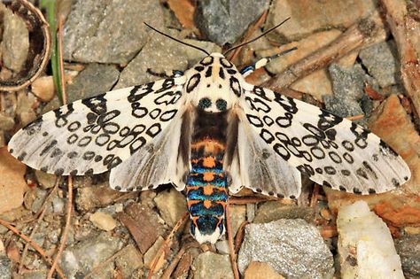 Giant Leopard Moth - Hypercompe scribonia Giant Leopard Moth, Leopard Moth, Cute Moth, Insect Collection, Moth Art, Moth Tattoo, Fabric Butterfly, Beautiful Bugs, Creepy Crawlies