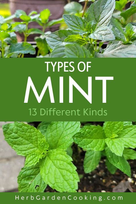 Discover 13 of the best types of mint for your garden. Learn how to grow and use different varieties of mint. Explore peppermint, spearmint, apple mint, chocolate mint, corsican mint, and more in your herb garden and culinary creations. Indian Mint Plant, Apple Mint Plant, How To Preserve Mint, Mint Plant Aesthetic, Growing Peppermint, Types Of Mint Plants, Spearmint Plant, Mint Plant Uses, Peppermint Plant