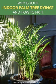 Palmas, Palm Tree House Plant, Palm Tree Care Indoor, Palm Tree Plants Indoor, Palm Tree Indoor Plant, Areca Palm Care, Palm Plant Indoor, Indoor Palm Plants, Palm Plant Care