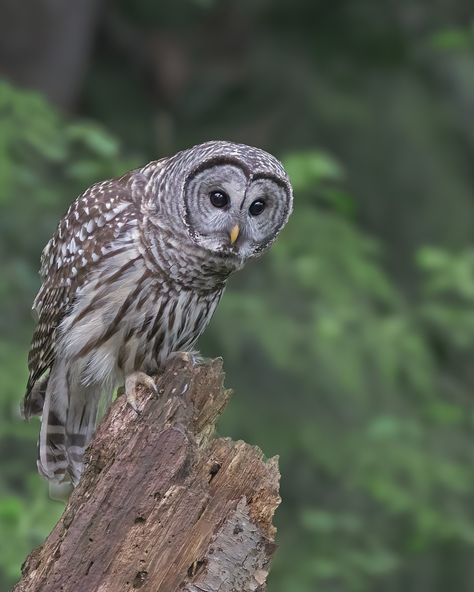 Peering into the creek for a tasty treat, or peering in to check out his reflection? Have this image (# 73765) as a canvas print in your home — link in bio or tap the linked products! If you enjoy my work, consider buying me a coffee — link in bio! 🆔 Barred Owl 📍Delta, BC 🗓️ April 26, 2024 📸 Canon 90D with Sigma 150-600mm F5-6.3 C DG OS #YourShotPhotographer #Women_Wildlife_Photography #ShareCanGeo #ShareCCPC #WorldShares @WorldShares @FutureWomenPhotography #FreshBreezeClub #NIFFeature ... Barred Owl Photography, Owls Photography, Barred Owls, Canon 90d, Owl Photography, Animals Photography, Reference Pics, Barred Owl, Spirit Animals