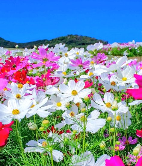 Cosmos Flowers, Iphone Wallpaper Hipster, Android Wallpaper Flowers, Spring Painting, Beach Wallpaper, Beautiful Flowers Pictures, Morning Flowers, Bright Flowers, Birthday Flowers