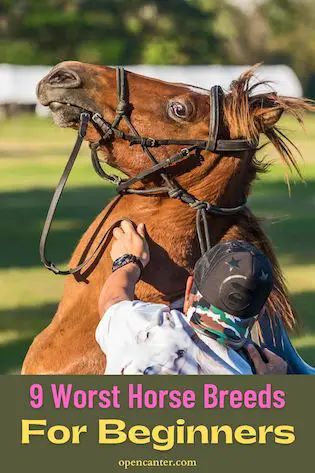 9 Worst Horse Breeds for Beginners - New Riders Beware Best Horse Breeds For Beginners, Types Of Horses Breeds, Horse Stable Ideas, Horse Breeds For Beginners, Paint Horse Breed, Trakehner Horse, Common Horse Breeds, Horse Barn Ideas, Rare Horse Colors