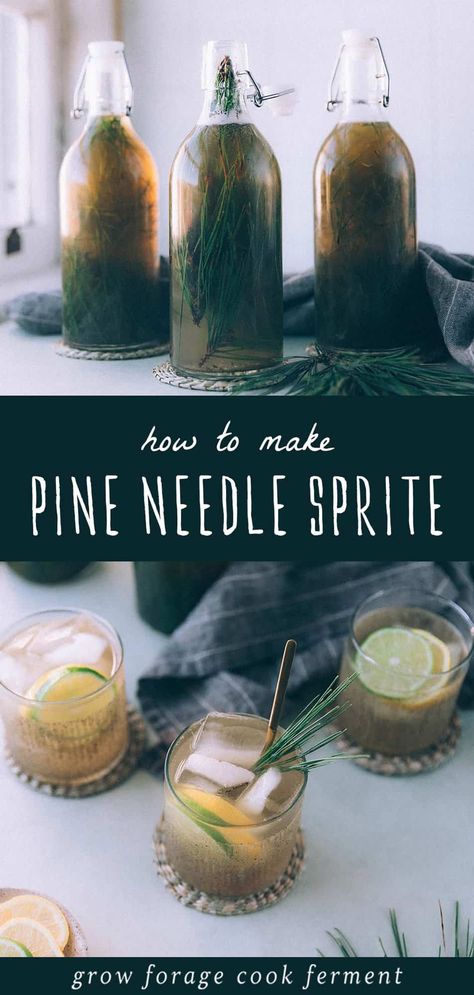 Discover the unique taste of fermented pine needle soda, one of my favorite pine needle recipes when it comes to wild food foraging. Made with just three ingredients, this naturally fermented drink offers a delightful citrusy, pine, and minty flavor. Often compared to pine needle sprite for its fizziness and natural taste, it's a wonderful way to enjoy foraged ingredients. Learn more about fermentation for beginners, natural remedies, and healthy drinks recipes at growforagecookferment.com Pine Needle Soda, Fermented Soda, Food Foraging, Wild Food Foraging, Foraging Recipes, Fermentation Recipes, Foraged Food, Soda Recipe, Fermented Drink