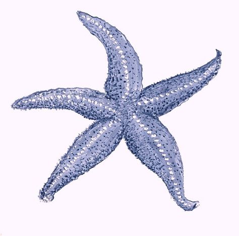 starfish drawings and paintings | ... painted tile,cape cod,starfish,susan davies custom tile and fine art Cape Cod Drawing, Starfish Drawings, Watercolour Starfish, Starfish Tattoos, Starfish Illustration, Starfish Clipart, Starfish Drawing, Starfish Painting, Starfish Tattoo