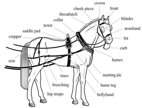 Harness & Saddle Making Saddle Making, Horse Lessons, Horse Cart, Horse Facts, Rasy Koni, Horse Info, Horse Harness, Horse Anatomy, Equestrian Helmet