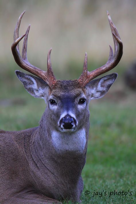 Deer Pics, Deer Eyes, Whitetail Deer Pictures, Hirsch Tattoo, Deer Photography, Whitetail Deer Hunting, Deer Artwork, Big Deer, Deer Photos