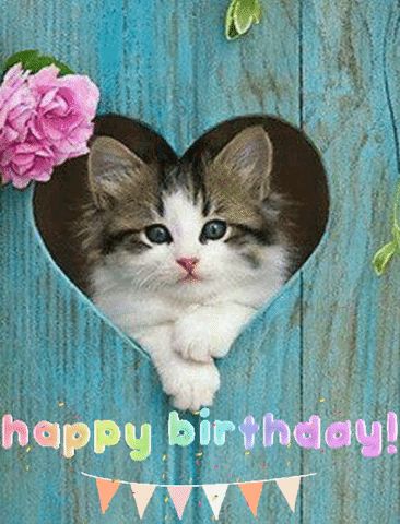 Happy Birthday Cat Images, Happy Birthday Kitten, Gif Happy Birthday, Cat Birthday Wishes, Cat Birthday Greetings, Happy Birthday Emoji, Birthday Kitty, Happy Birthday Animals, Funny Happy Birthday Images