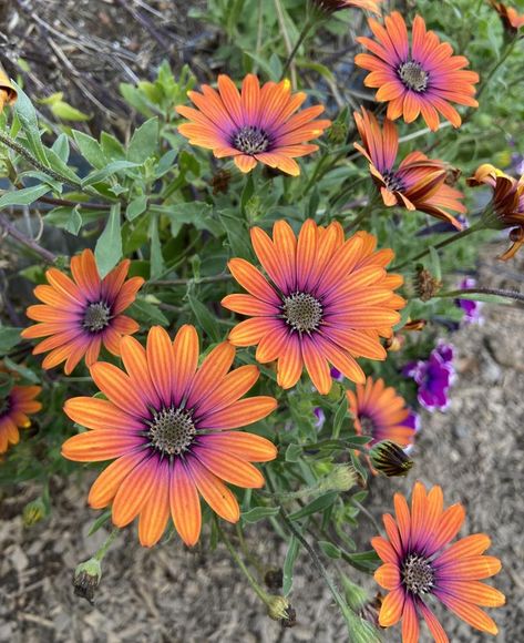 Osteospermum Zion Purple Sun, Orange And Purple Garden, African Daisy Tattoo, Sonoma Garden, African Daisy Flower, Daisy Flower Garden, Art Creative Ideas, Freida Kahlo, Orange Plants