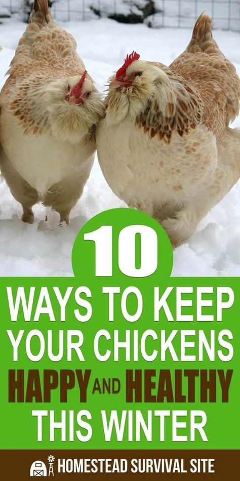 Chickens Winter Care, Chickens In Winter, Homesteading Chickens, Chicken Raising, Chickens In The Winter, Laying Chickens, Backyard Chicken Coop Plans, Backyard Chicken Farming, Homestead Chickens