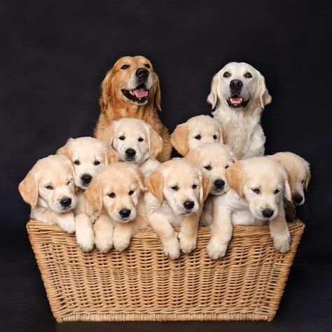 Cheezburger Image 9071661312 Golden Retrievers, Golden Retriever Family, Ras Anjing, 골든 리트리버, Golden Puppy, Retriever Puppy, Cute Dogs And Puppies, Retriever Dog, Big Family
