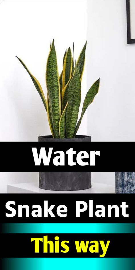 Snake plant watering Snake Plant Landscaping, Snake Plant Decor, Snake Plant Propagation, Snake Plant Indoor, Snake Plant Care, Landscaping With Large Rocks Front Yard, Sansevieria Plant, Plants Design, Plant Watering