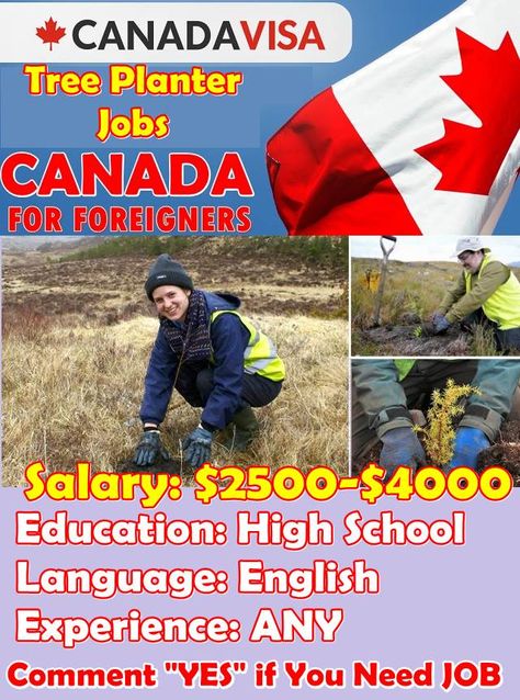 Tree Planter Jobs in CANADA for Foreigners 2018 Facts About Canada, Helper Jobs, Jobs In Canada, Find Job, Online Jobs For Moms, Green Jobs, Tree Planters, Healthcare Jobs, Environmental Movement