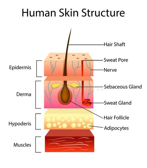 Human Skin Structure, Human Skin Anatomy, Layers Of Skin Anatomy, Skin Structure Anatomy, Skin Layers Anatomy Project, Skin Layers Anatomy, Structure Of Skin, Layers Of The Skin, Skin Anatomy