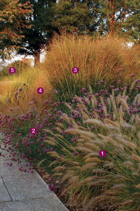 Ornamental Grasses, Ornamental Grass Landscape, Prairie Garden, Grasses Landscaping, Grasses Garden, Fine Gardening, Have Inspiration, Flowers And Plants, Backyard Landscaping Designs