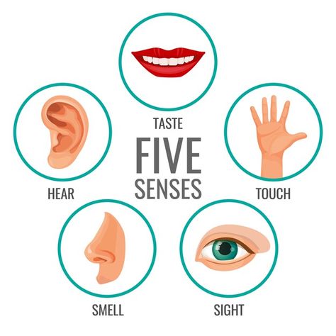 Five Senses Preschool, Body Parts For Kids, Sense Organs, Senses Preschool, My Five Senses, Body Parts Preschool, Senses Activities, Human Body Parts, Flashcards For Kids