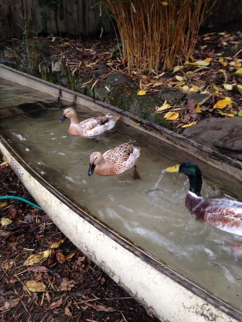 Duck Enclosure, Backyard Ducks, Duck Coop, Duck Farming, Raising Ducks, Pet Ducks, Duck House, Diy Pond, Duck Pond