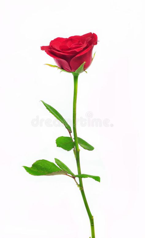 Flower Tattoos, Rose Bud Tattoo, Long Stem Rose, Rose Vector, Single Rose, Rose Bud, Vintage Roses, Red Rose, Rose Buds