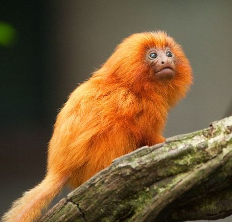 Golden Lion Tamarin, Orange Monkey, Types Of Monkeys, Elephant Shrew, Sand Cat, Forest Habitat, Golden Lions, Rainforest Animals, Pet Monkey