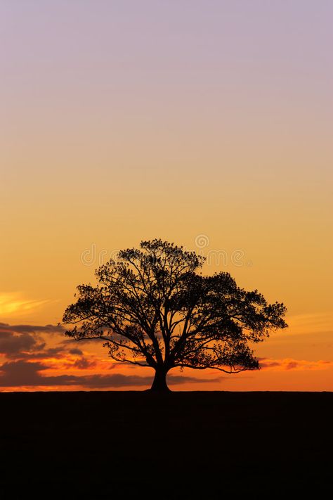 Sunset Tree Silhouette 2. A single tree stands on a hill at sunset forming a bol , #AFF, #single, #tree, #Sunset, #Tree, #Silhouette #ad Single Tree Wallpaper, Sunset Tree Silhouette Painting, Tree Photography Aesthetic, Sunset With Trees Painting, Single Tree Photography, Tree Silhouette Photography, Tree Silhouette Sunset, Tree On A Hill, Oak Tree Silhouette