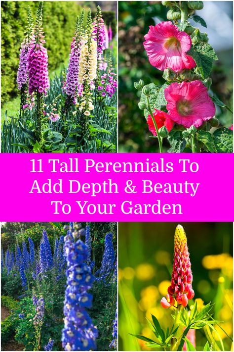 Best Flowers For Shade, Tall Perennial Flowers, Perrenial Flowers, Tall Perennials, Shade Flowers Perennial, Part Shade Flowers, Part Shade Plants, Perennial Garden Design, Perennial Garden Plans