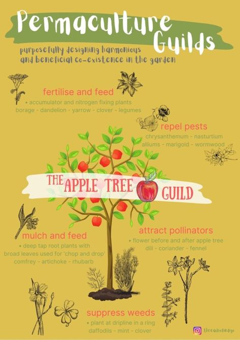 homeschool printables | permaculture zones | permaculture guilds Permaculture, Nitrogen Fixing Plants, Backyard Food, Food Forest Garden, Spiral Garden, Permaculture Principles, Permaculture Gardening, Permaculture Design, Garden Veggies