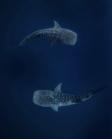 Ying Yang Wallpaper, Whale Shark Tattoo, Ocean Life Photography, Cool Sea Creatures, Shark Photos, Shark Pictures, You Are My Moon, Whale Sharks, Shark Tattoos