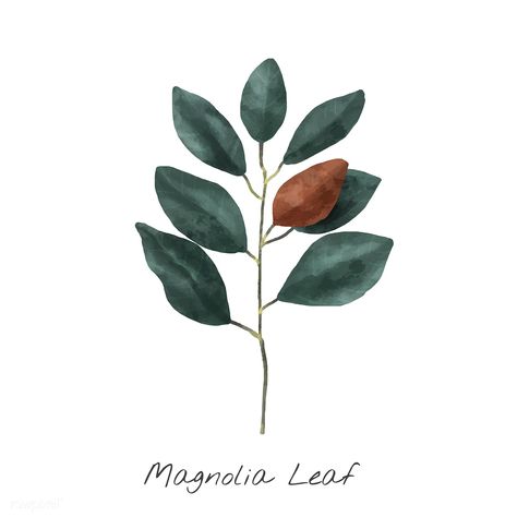 Illustration of Magnolia leaf isolated on white background. Plants Watercolor, Magnolia Leaf, Pink And White Background, Freesia Flowers, Cherry Blossom Background, Trendy Plants, Inspirational Illustration, Flowers Illustration, Watercolor Floral Wedding Invitations