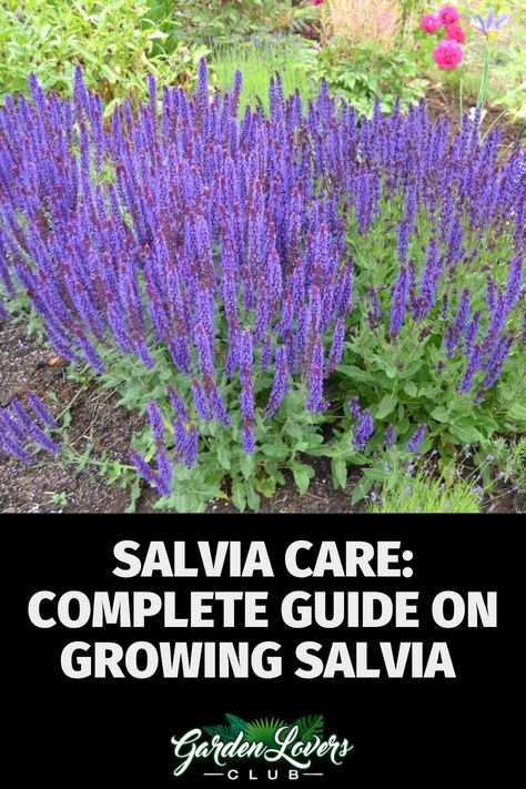 Meadow Sage Salvia, Purple Salvia Landscaping, Salvia Plant Landscaping Ideas, Perennial Salvia Plant, Salvia In Landscaping, Blue Salvia Landscaping, Salvia Landscaping Front Yards, Sage Garden Ideas, Pink Profusion Salvia