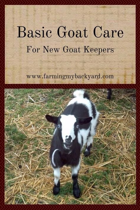 Farming 101, Keeping Goats, Goat Pen, Mini Goats, Happy Goat, Goat House, Female Goat, Raising Farm Animals, Goat Care