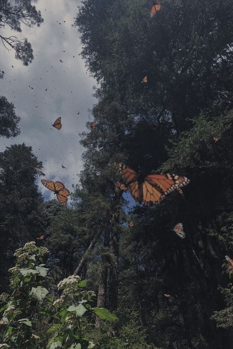 Nature, Butterflies, Aesthetic Butterflies, Butterflies Nature, Pic Aesthetic, Butterfly Aesthetic