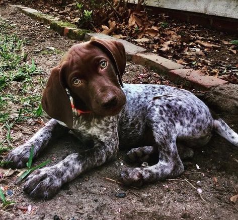 14 Things Only German Shorthaired Pointer Owners Understand Gsp Dogs, Shorthair Pointer, Gsp Puppies, German Shorthaired Pointer Dog, Best Dogs For Families, Pointer Puppies, Psy I Szczenięta, German Shorthair, Shorthaired Pointer
