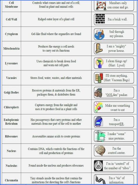 50 Cells and organelles Worksheet | Chessmuseum Template Library Parts Of Cell And Function, Cells And Organelles, Cell Function And Structure, Plant Cell Analogy Project Ideas, Cer Examples, Cell City Project Ideas, Cell Organelles Notes, Cell Analogy Project Ideas, Cell Organelles Functions