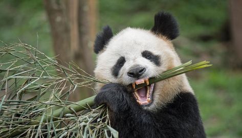 Panda teeth are self-regenerating, Chinese and US scientists find – and it could benefit human dentures Pandas, Panda Bear Aesthetic, Kitchen Appliances Black, Aesthetic Panda, Black Kitchen Appliances, Bear Videos, Bear Habitat, Bamboo Panda, Bear Aesthetic