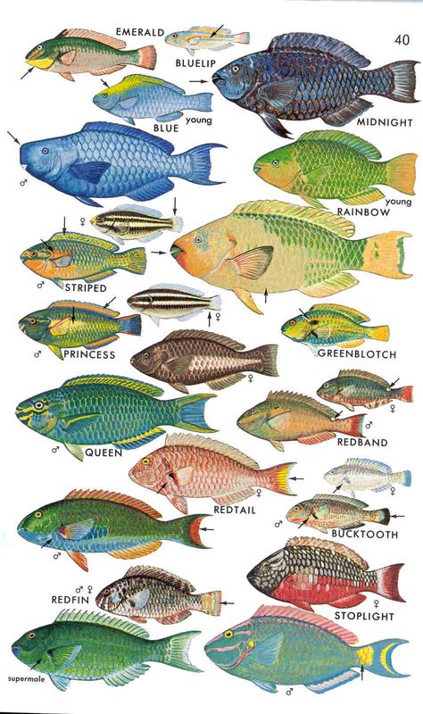 speciation - parrotfish Deep Sea Creatures, Parrotfish Tattoo, Parrotfish Illustration, Fish Chart, Animal Infographic, Fish Information, Parrot Fish, Tropical Freshwater Fish, Salt Water Fish