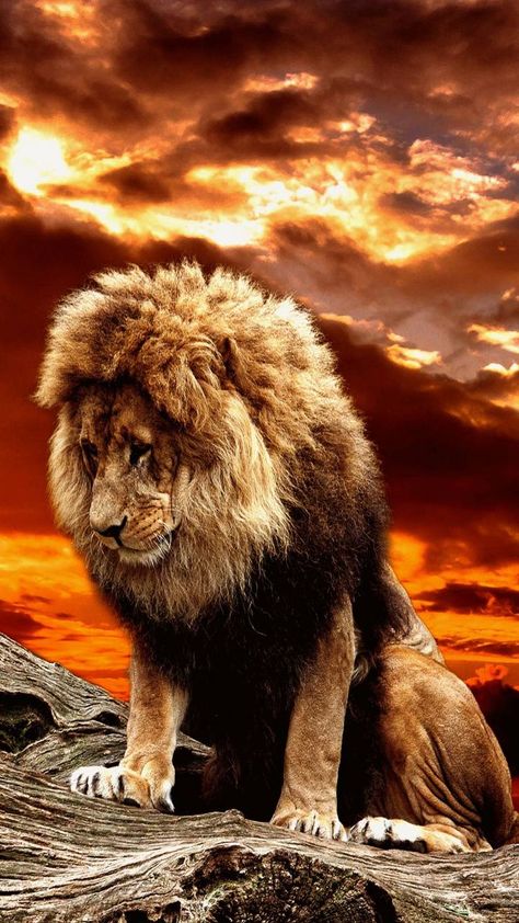 Download The lonely king wallpaper by georgekev - bd - Free on ZEDGE™ now. Browse millions of popular animal Wallpapers and Ringtones on Zedge and personalize your phone to suit you. Browse our content now and free your phone Lion Hd Wallpaper, Lion King Animals, King Wallpaper, Lion Live Wallpaper, Wild Animal Wallpaper, Lion King Pictures, Lion Artwork, Lions Photos, Lion Photography