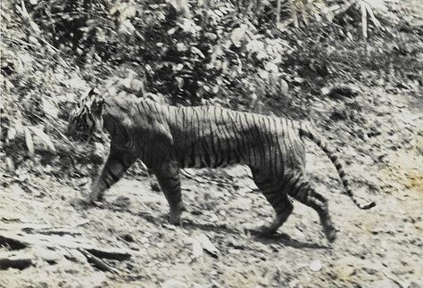 An in-depth profile of the Javan Tiger, including this big cat's characteristics, behavior and habitat. Javan Tiger, Tiger Species, Panthera Tigris, Tasmanian Tiger, Sumatran Tiger, Forest Habitat, Gato Grande, Extinct Animals, Endangered Animals